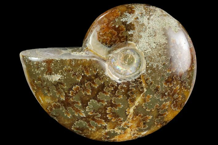 Polished, Agatized Ammonite (Cleoniceras) - Madagascar #119172
